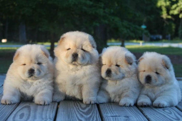 Chow-Chow a Pronta Entrega - Foto 2