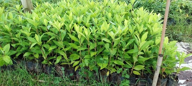 Mudas Nativas do Cerrado ( reflorestamento) - Foto 3