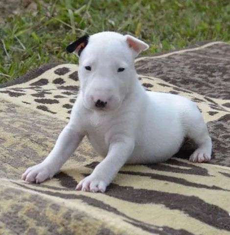 Filhotes bullterrier raça pura! (11) 99.97.86-648- vacinados e com garantias - Foto 4