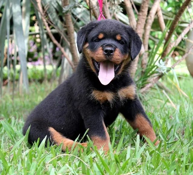 Rottweiler Cabeça De Touro