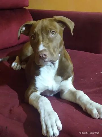 Vendo filhote de Pitbull. 4 meses.  - Foto 3