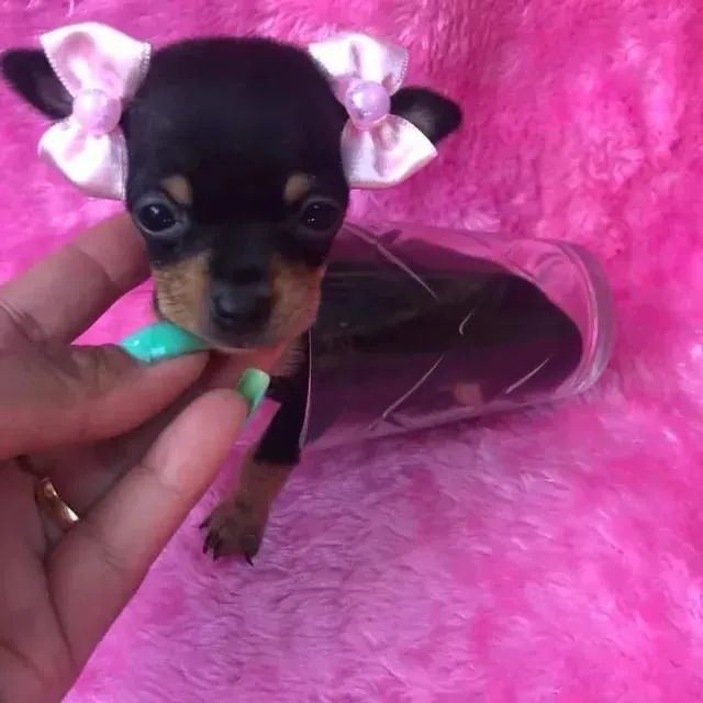 Pinscher fêmea 