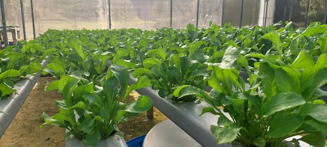 Hidroponia - Oportunidade!! 