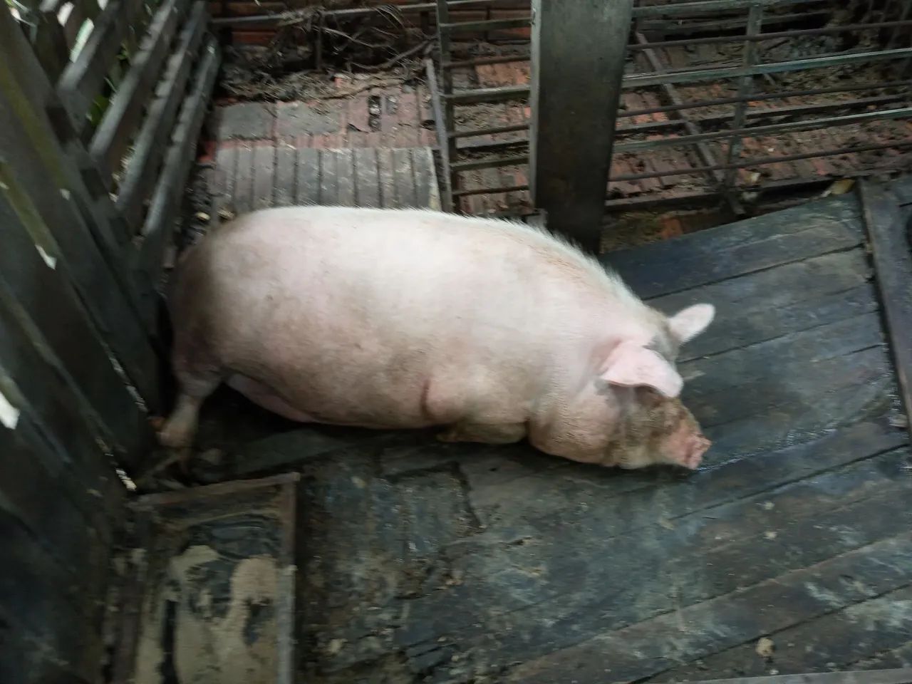 Porca para o Natal  - Foto 3