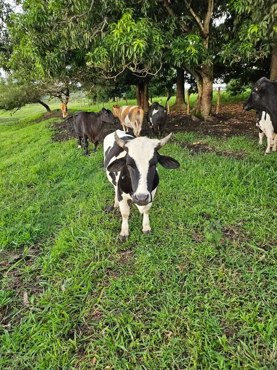 Linda mini vaca. Muito pequena e apurada - Foto 2