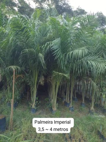 Palmeira imperial adulta