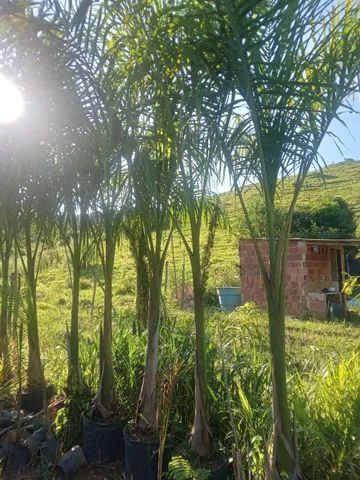 Palmeira imperial adulta - Foto 3