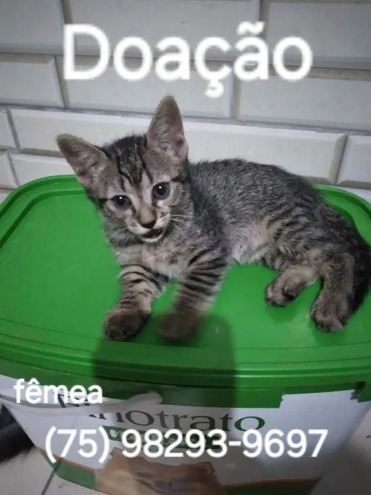 Gatinha disponível para adoção