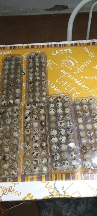 Ovos de codornas gigantes galados 