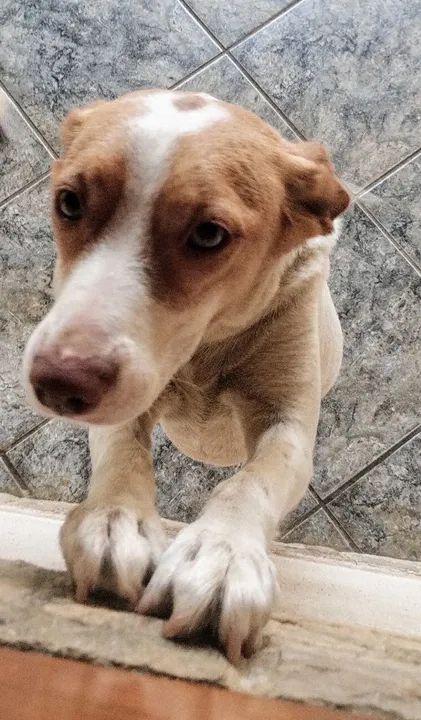 Cachorro fêmea SRD para adoção - Foto 3