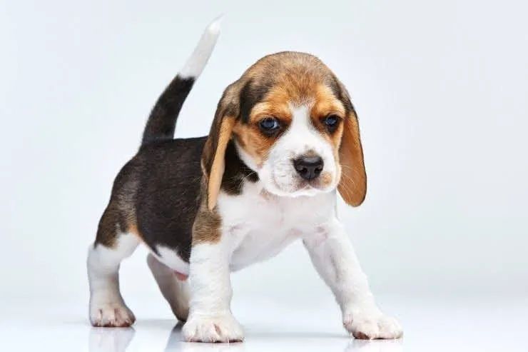 Beagle 13" - Foto 2