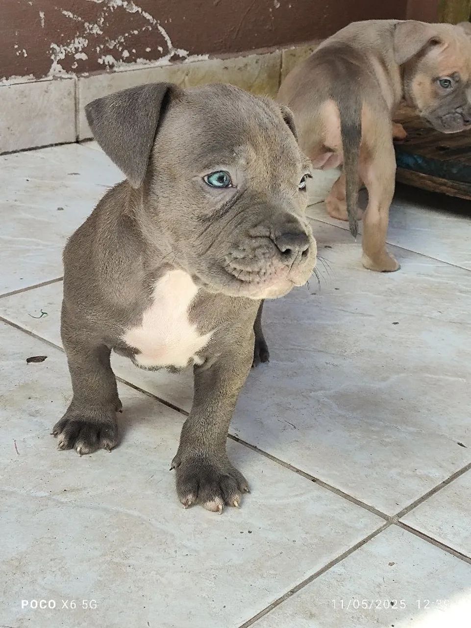 Filhotes de pitmonster disponíveis com pedigree  - Foto 3