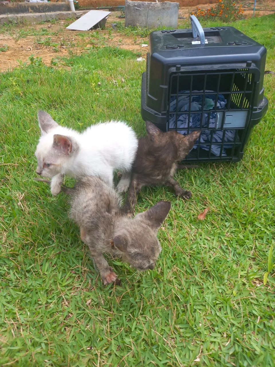 Doação gatinhos - Foto 2