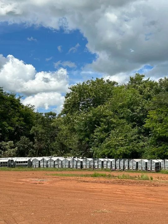 Ninho para Galinhas - 10 Divisórias - Foto 5