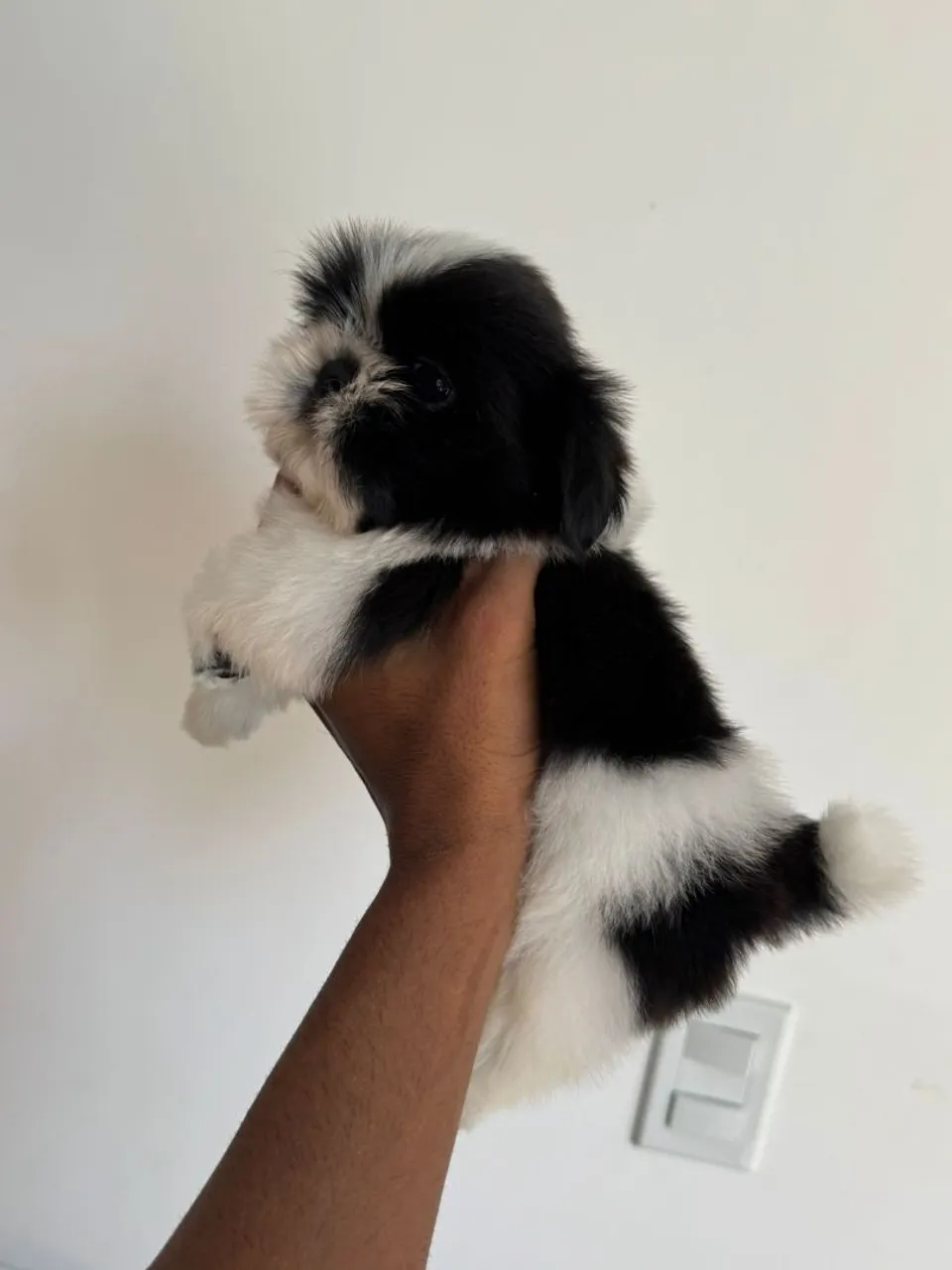 Filhote de Shih Tzu Fêmea