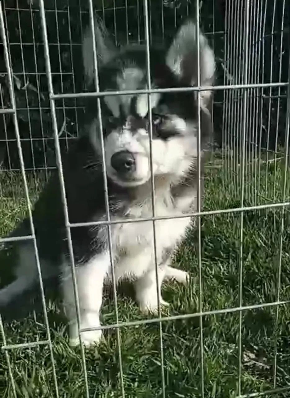 Husky Siberiano disponível!