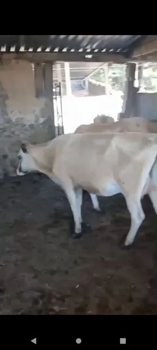 5 novilhas Jersey segunda cria