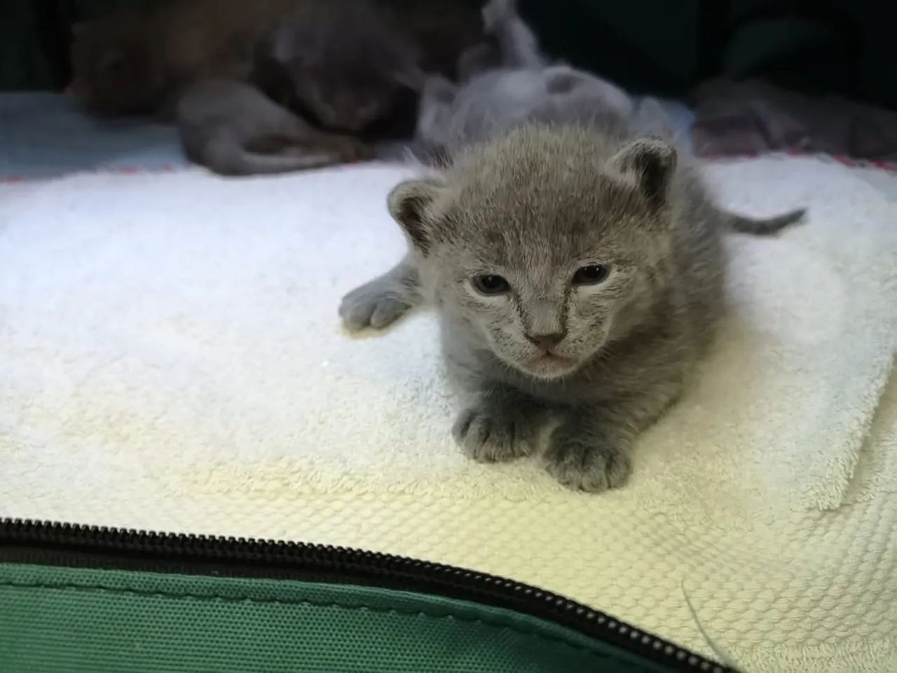 Filhotes de russian blue anti-alérgicos 