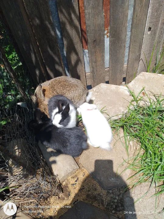 Disponível filhotes raça pequena Mini médio! - Foto 2