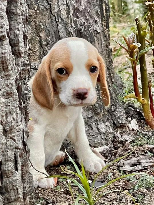  filhotes Beagle - Foto 5