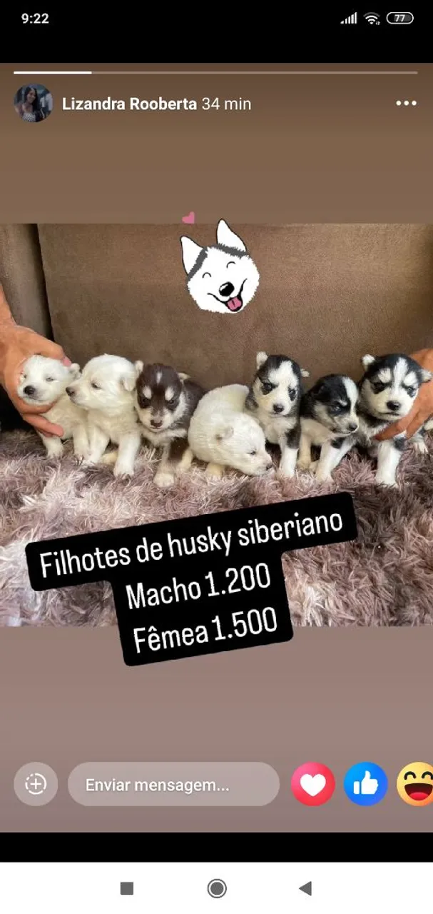 Filhotes de Husky Siberiano à Venda