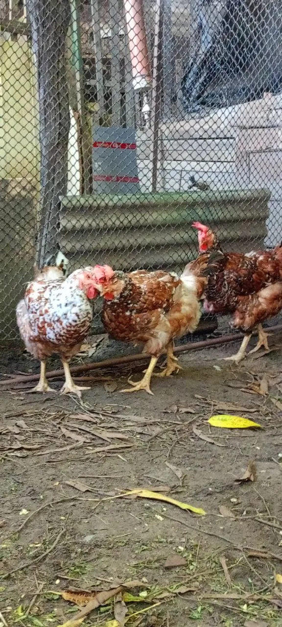 Galinhas gsb