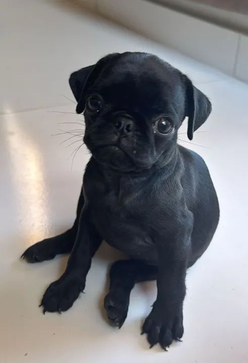 Filhote Pug Preto - Foto 3