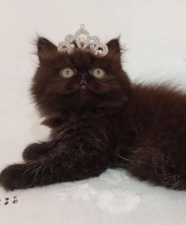 Filhotes de gatos persas Joinville/ Blumenau/ bc - Foto 3