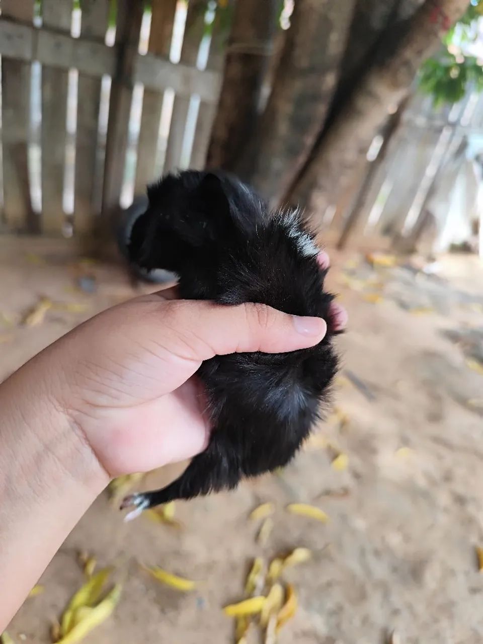 Porquinha da Índia - Foto 2