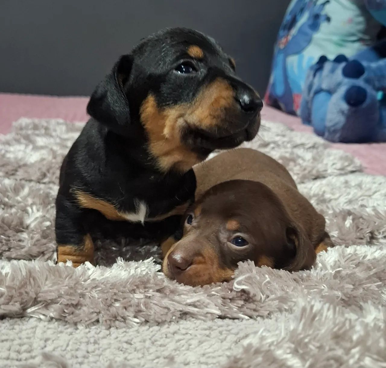 Filhote de linguicinha disponível! - Foto 6