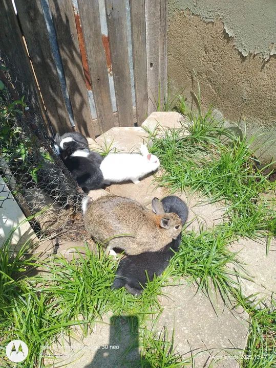 Disponível filhotes raça pequena Mini médio!