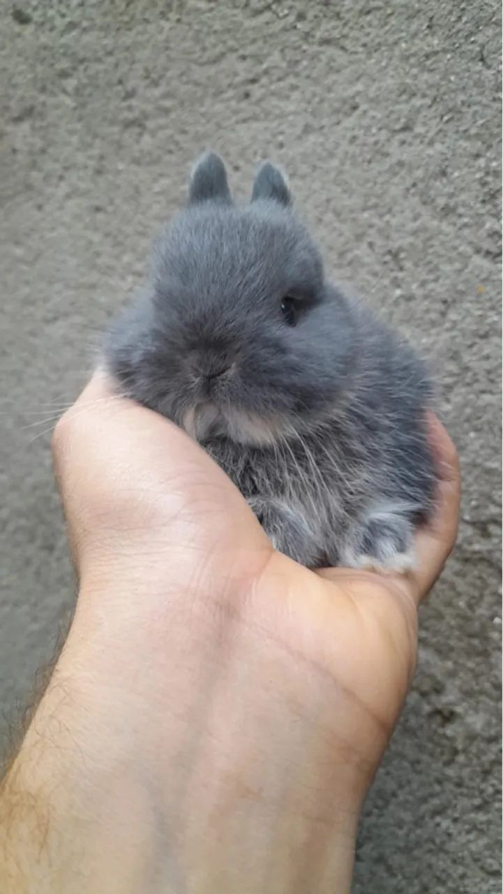 Anao netherland  - Foto 4