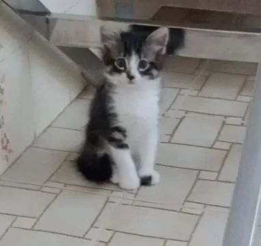 Gatinha Peludinha para Adoção 