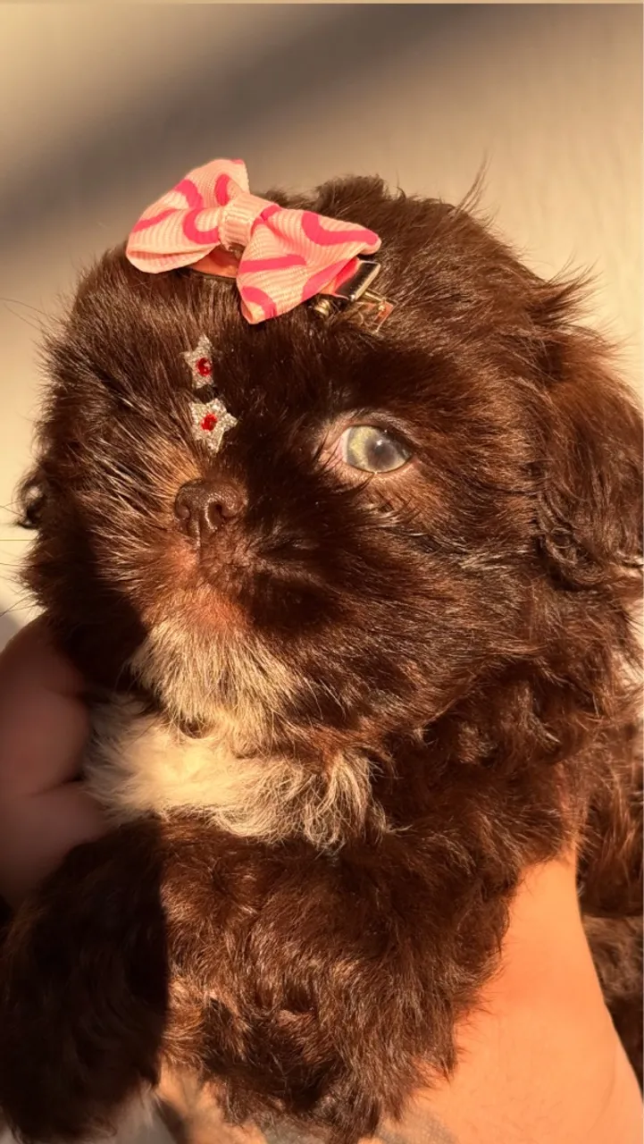 Shih tzu fêmea chocolate exótica olhos verdes promoção