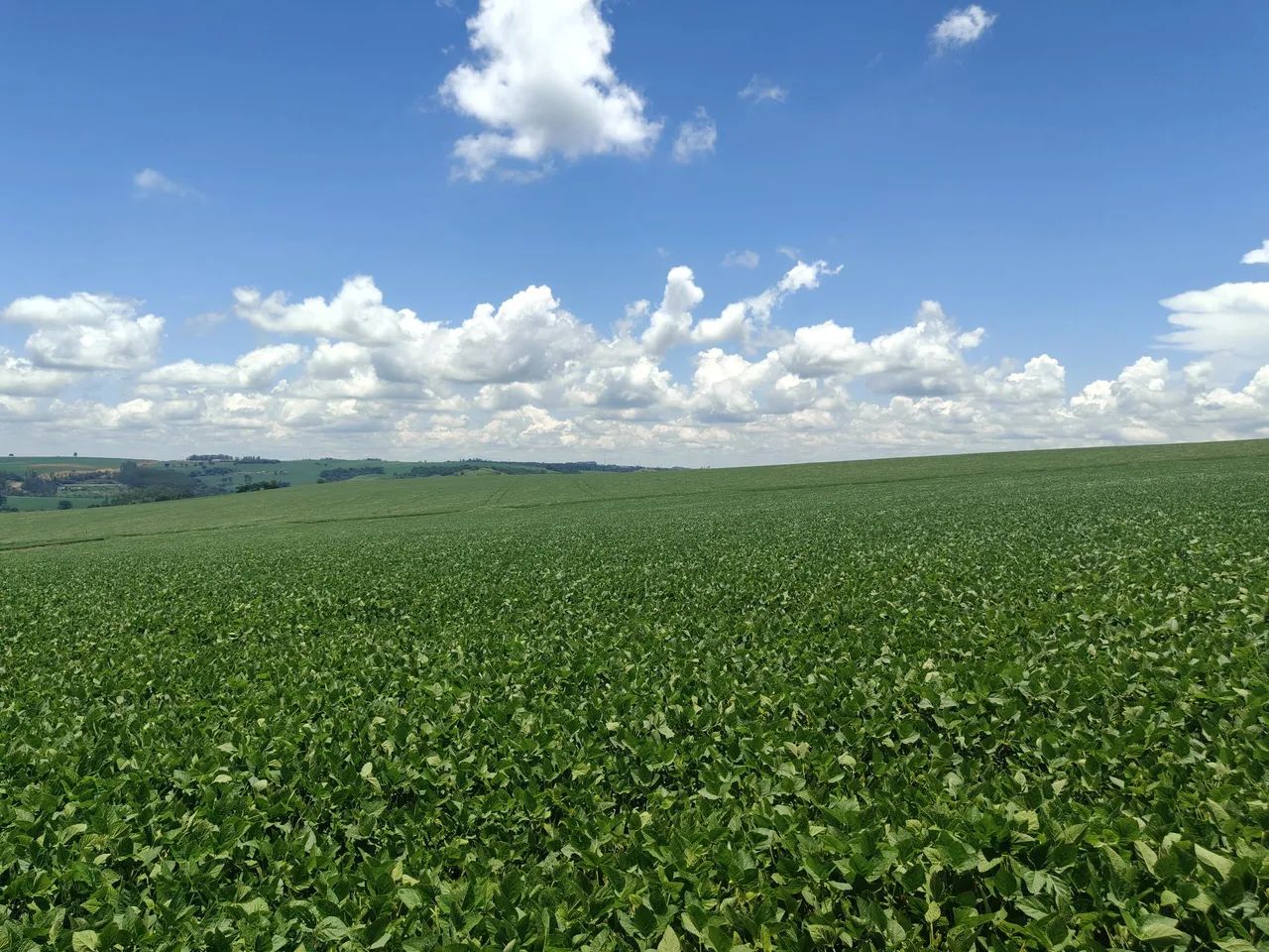 Fazenda com 80.75 alqueiro  - Foto 3