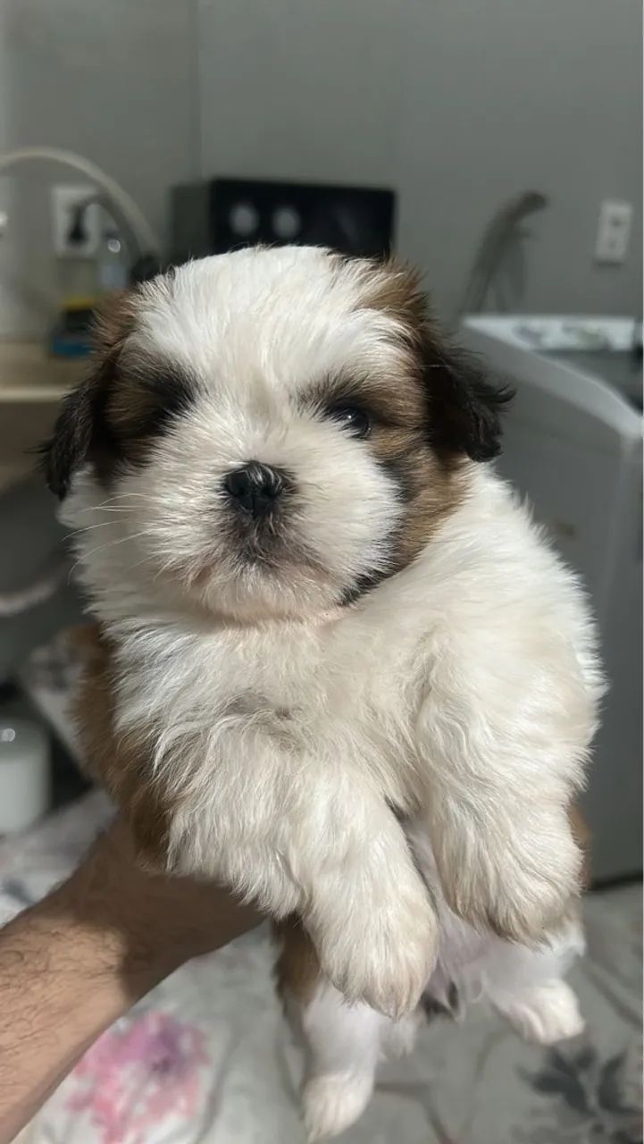 Filhote de Shih Tzu - Pelúcia de Patinhas