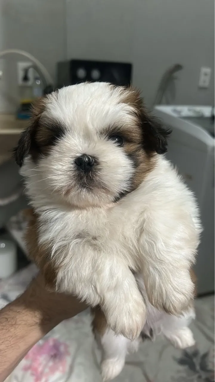 Filhote de Shih Tzu - Pelúcia de Patinhas