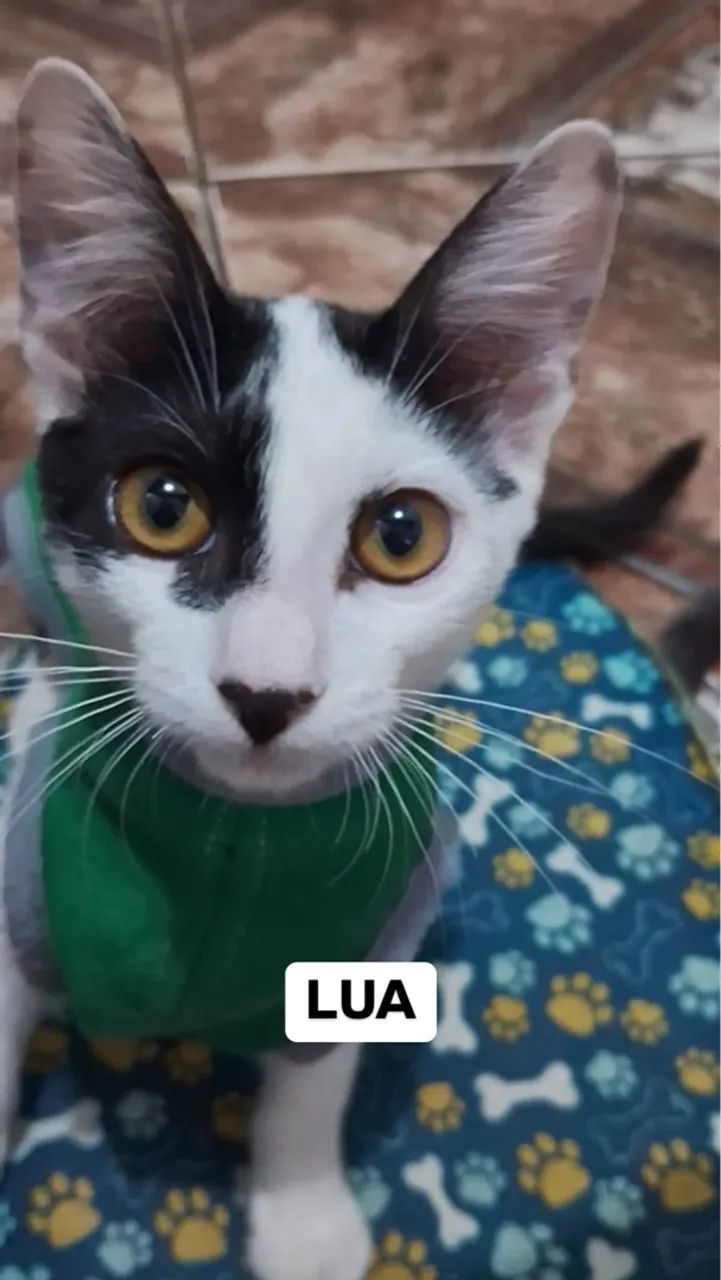 Gatinhas para adoção  - Foto 2