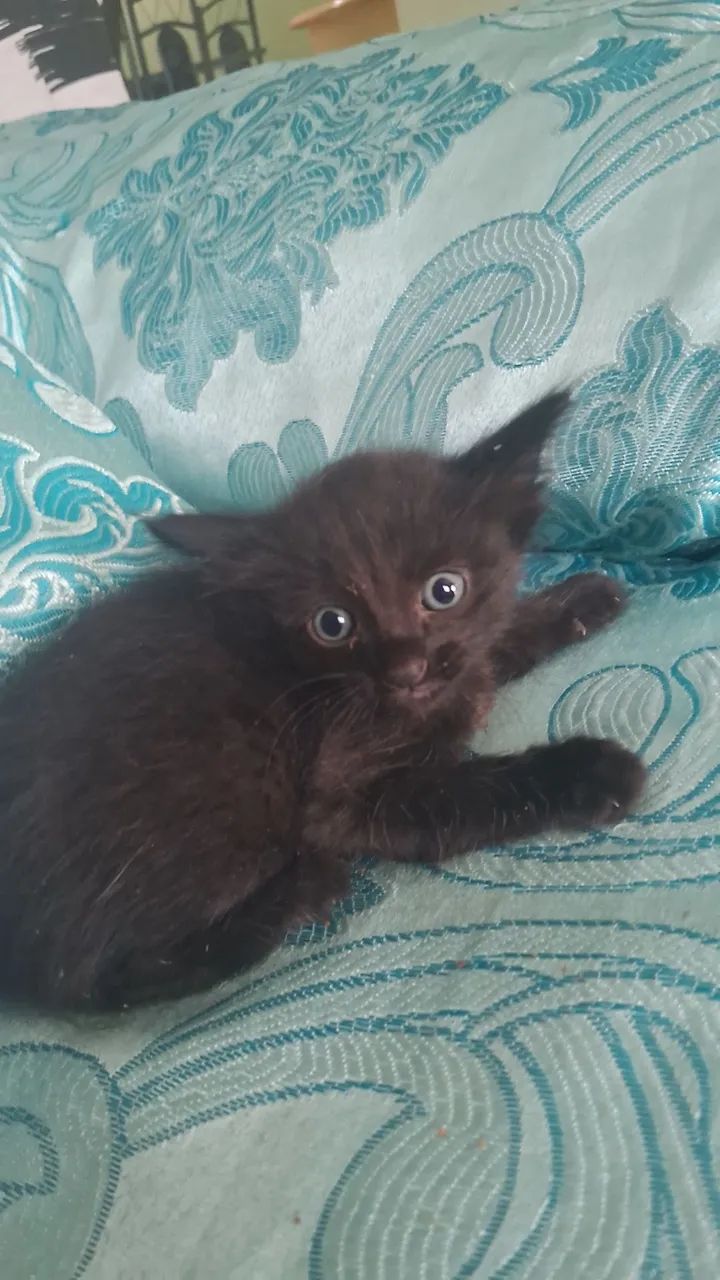 gatinhos filhotes para adoção - Foto 2