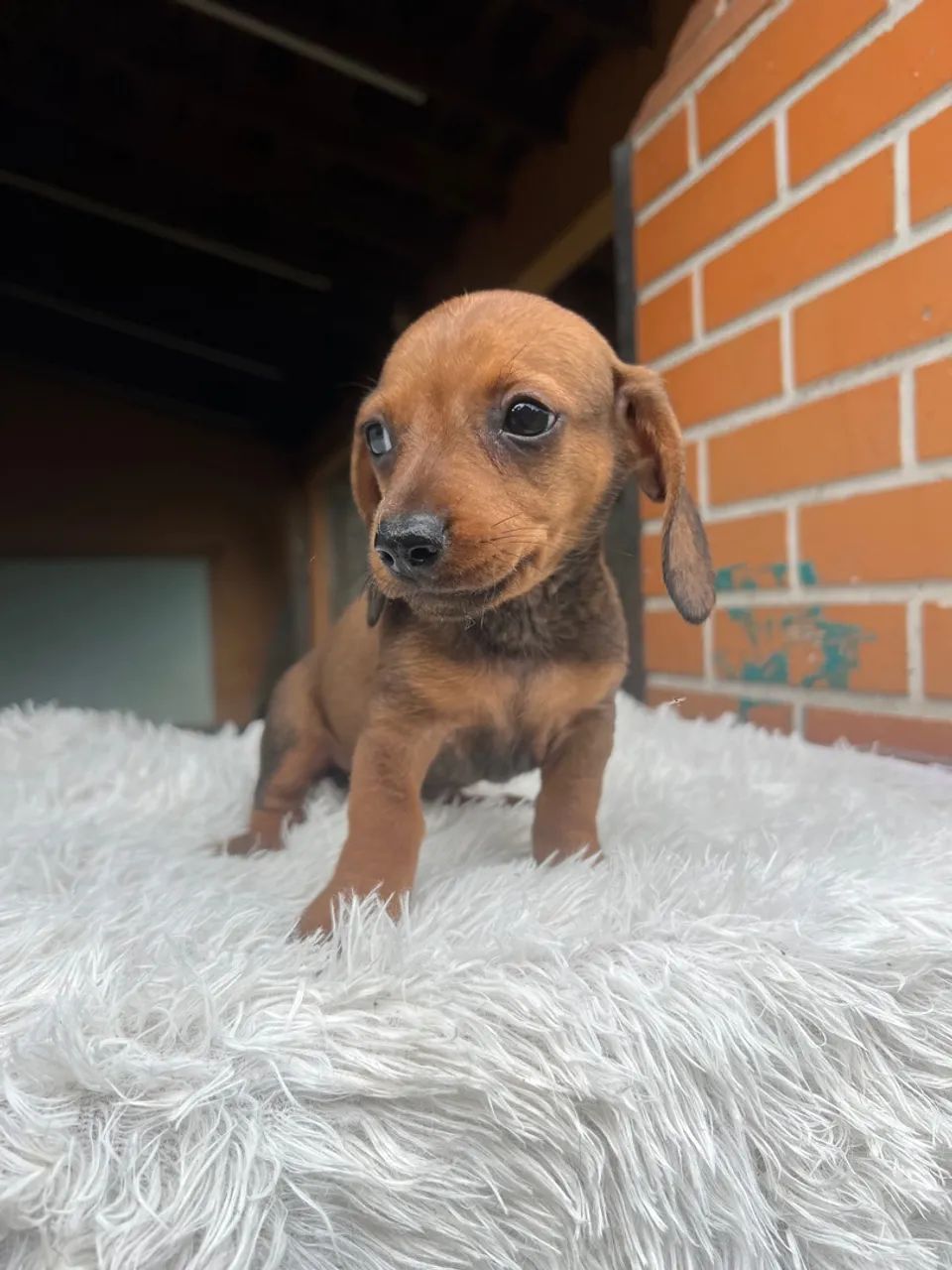 Dachshund fêmea vermelha  - Foto 4