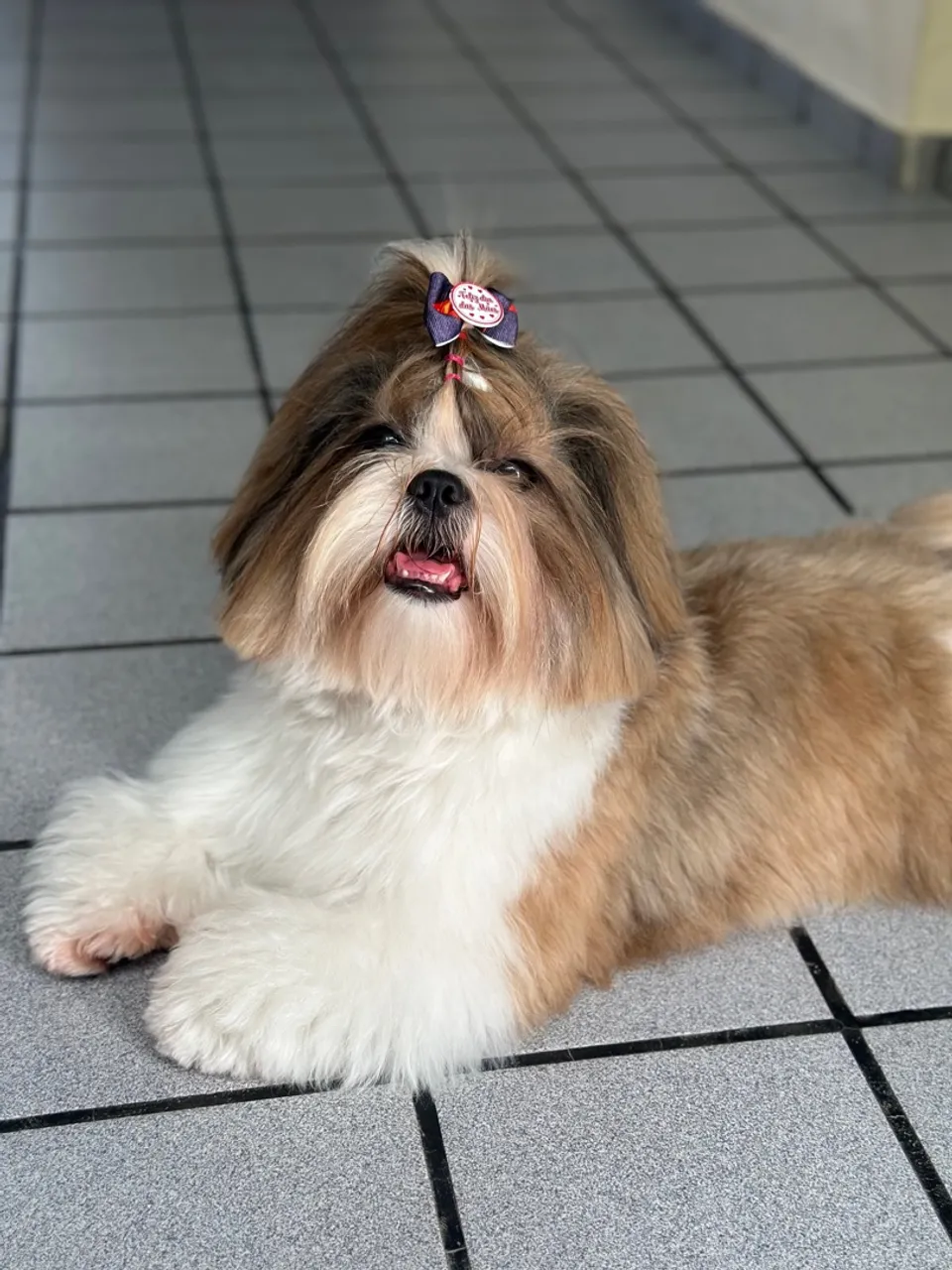 ShihTzu - Procura NAMORADA