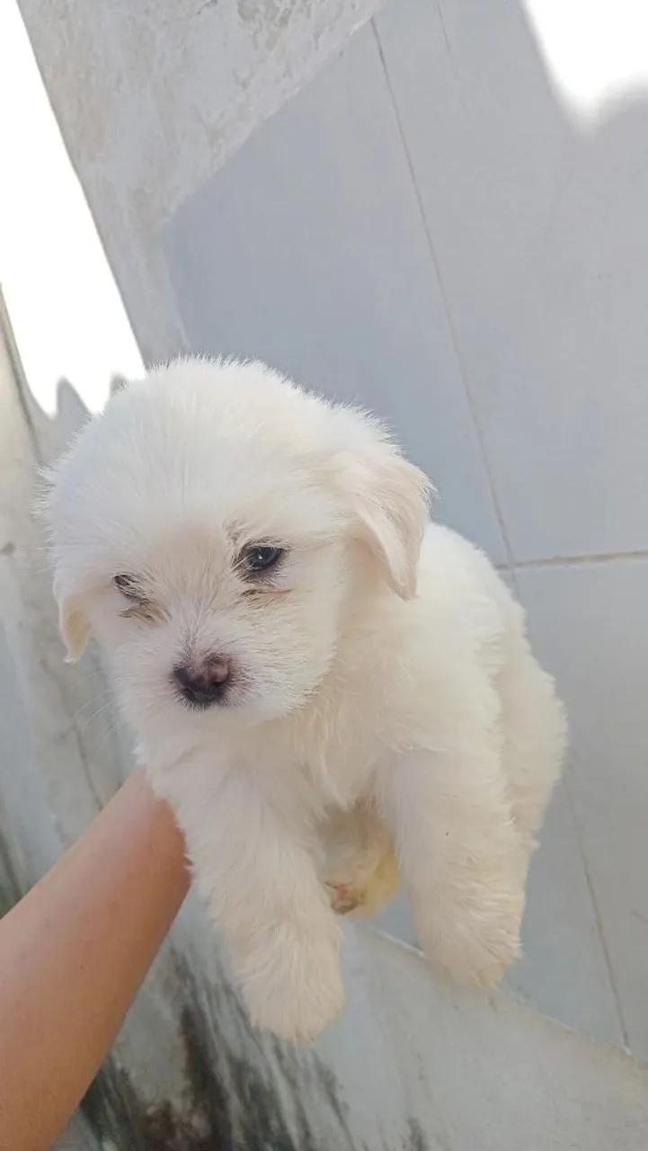 Macho maltês 