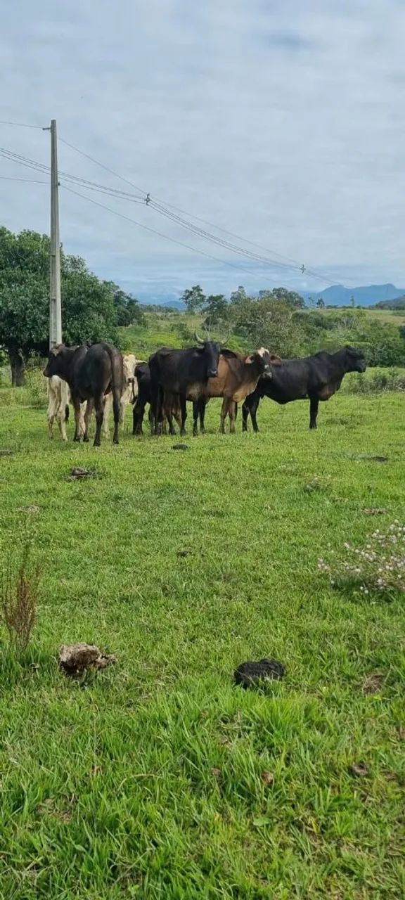 Gado à venda - Lote Vacas, Garrotes, Novilhas e Bezerros - 10 Animais - Foto 3