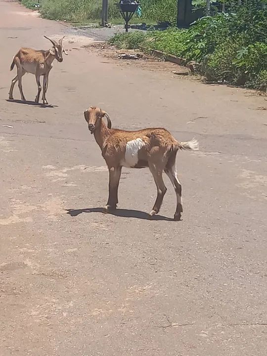 Vendo um filhote cabra fêmea já Mendo pasto