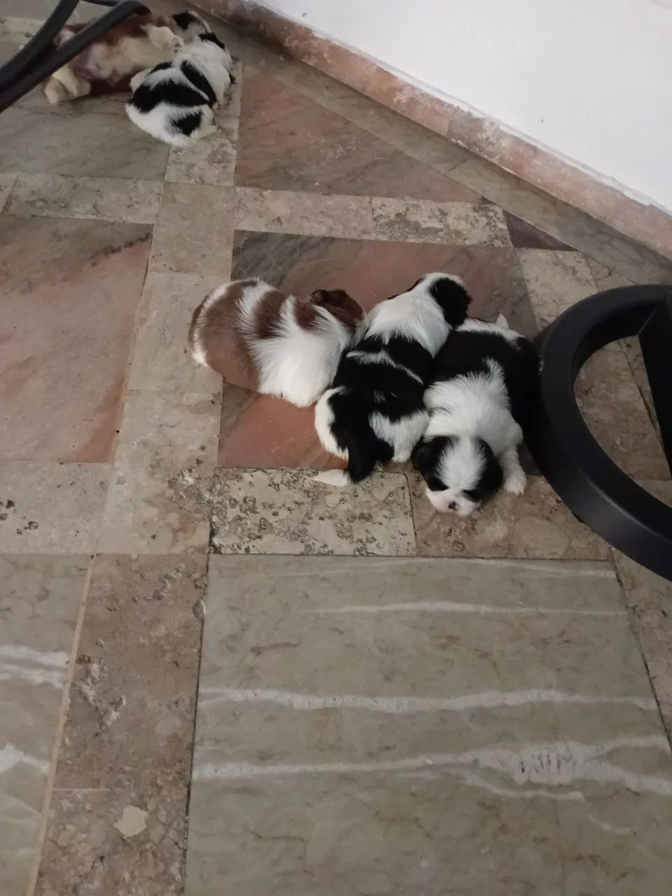 Shihtzu lindos - Foto 2