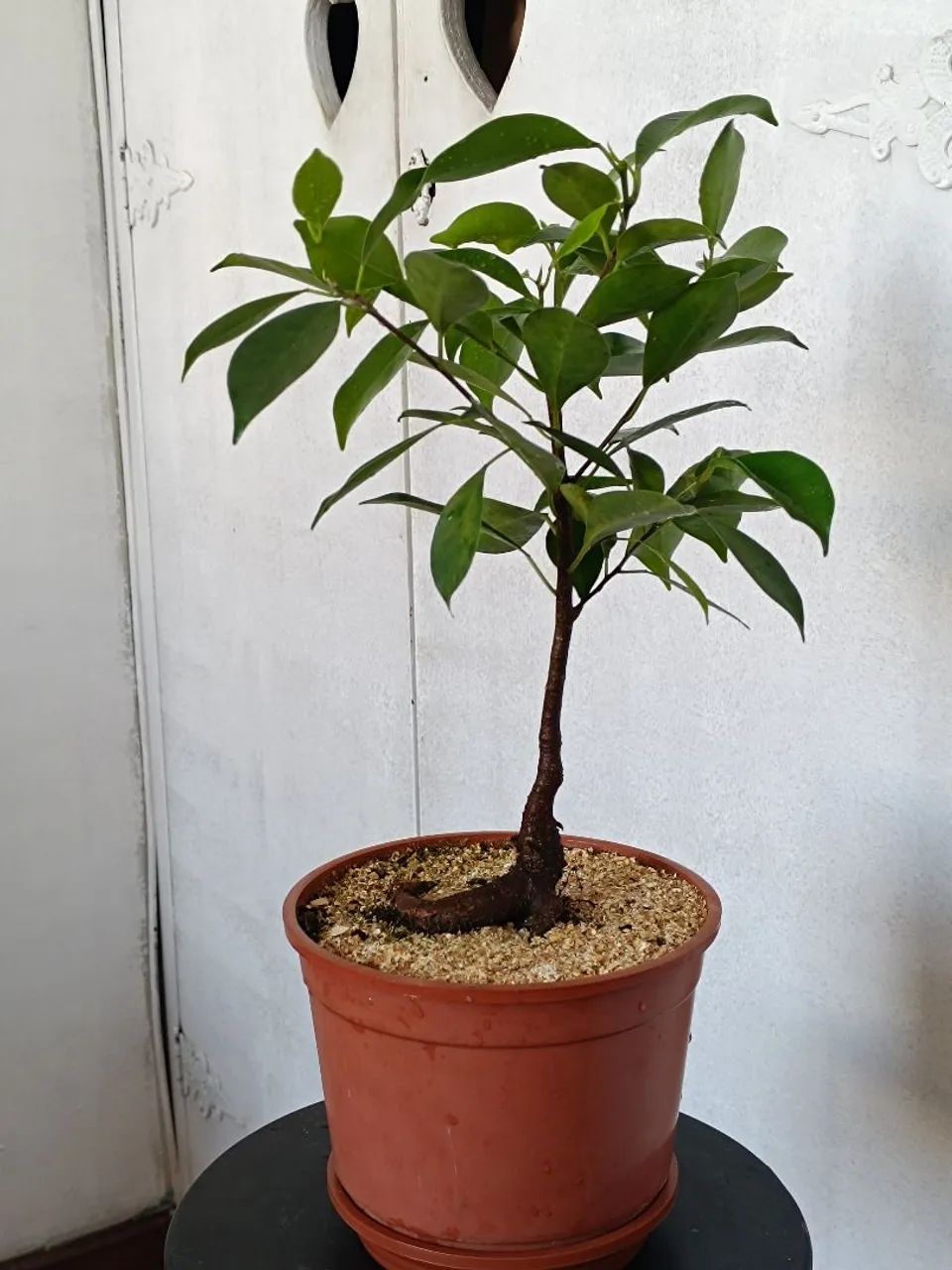 Bonsai Ficus - Foto 5