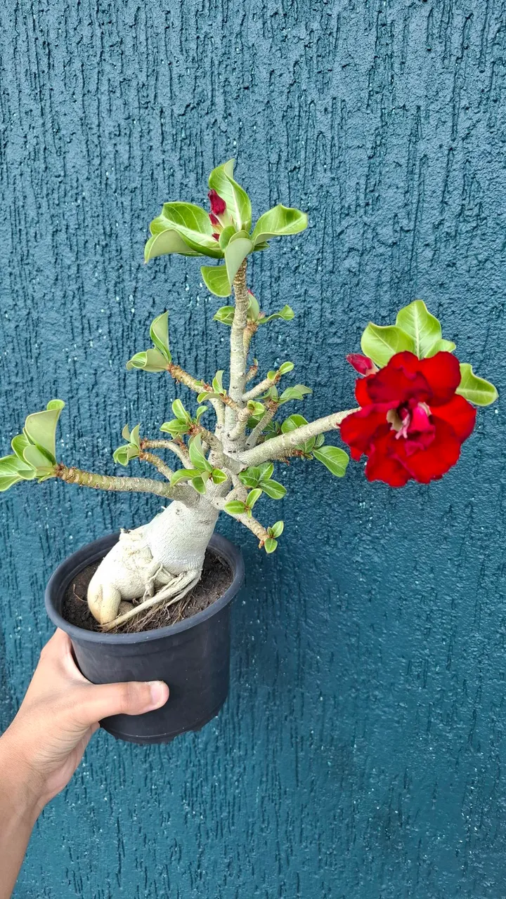 Rosa do Deserto vermelha