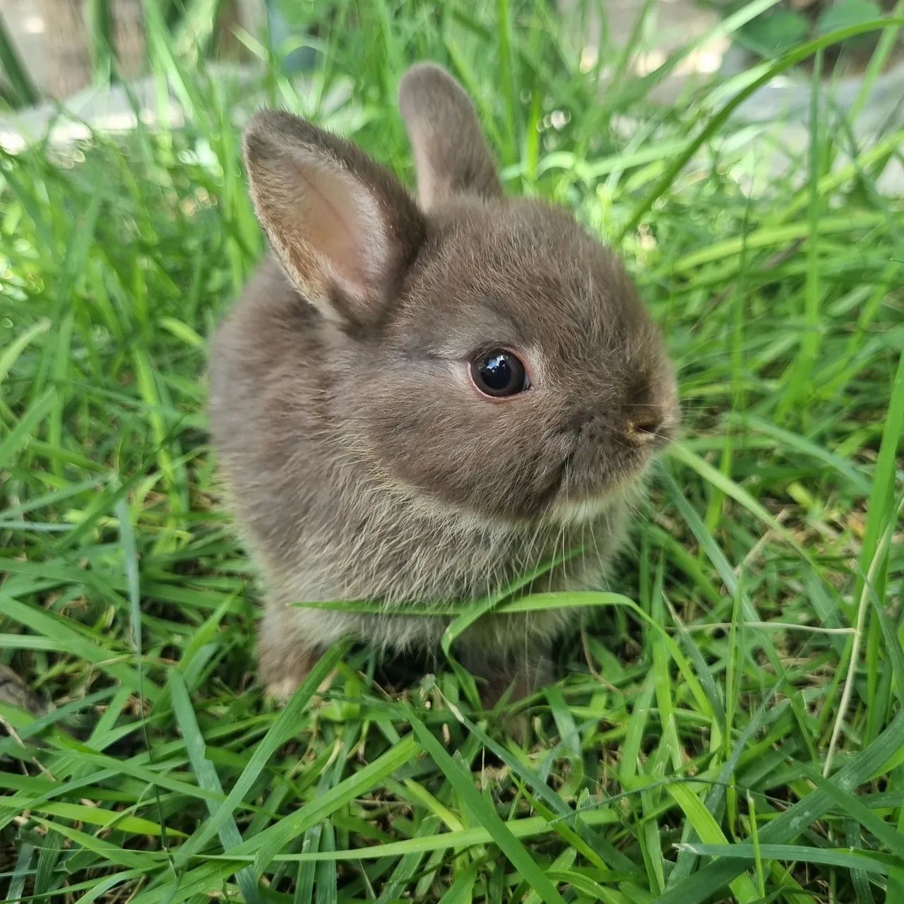 Mini Coelho Netherland Dwarf<br>Raça - Foto 3