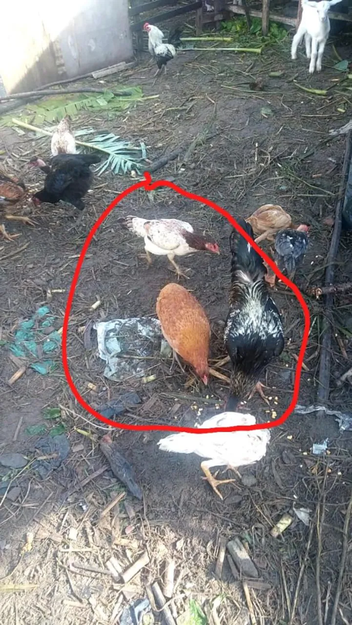 1 galo e 2 galinha pra vender