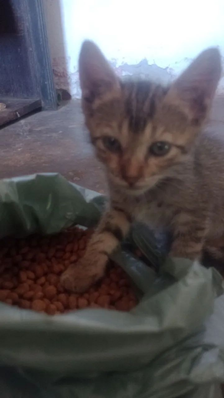 Gatinho Filhote Para Adoção - Foto 2
